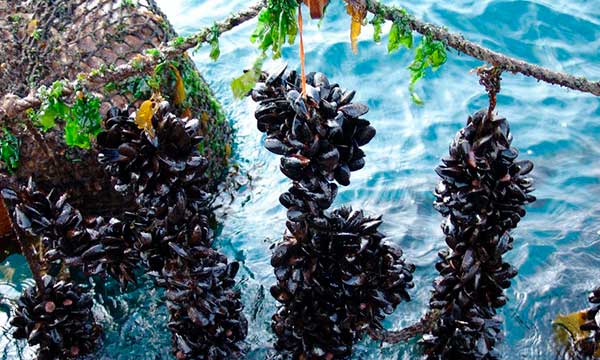 cobertura contra mareas endemicas seguro acuicultura torre del mar velez malaga