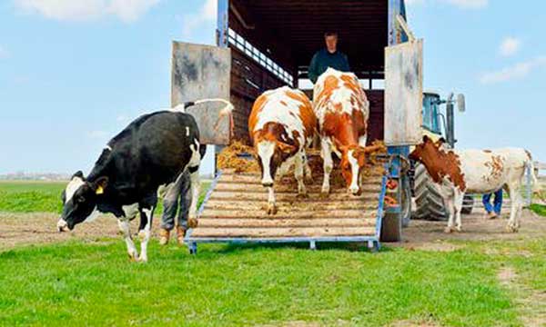 seguro de transporte ganado agricola